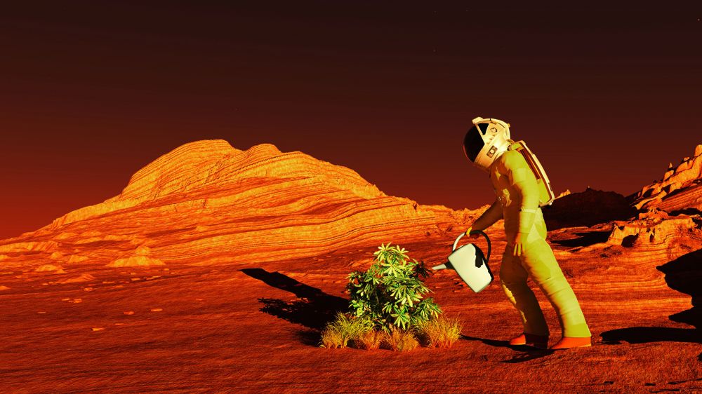 Endophytes in Space Endophytes in Space