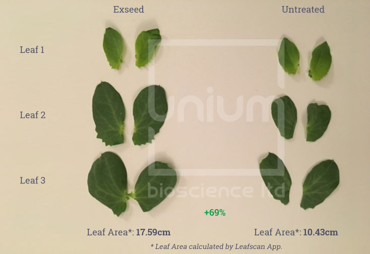 Exseed Kingfisher peas leaf growth 19 days after planting