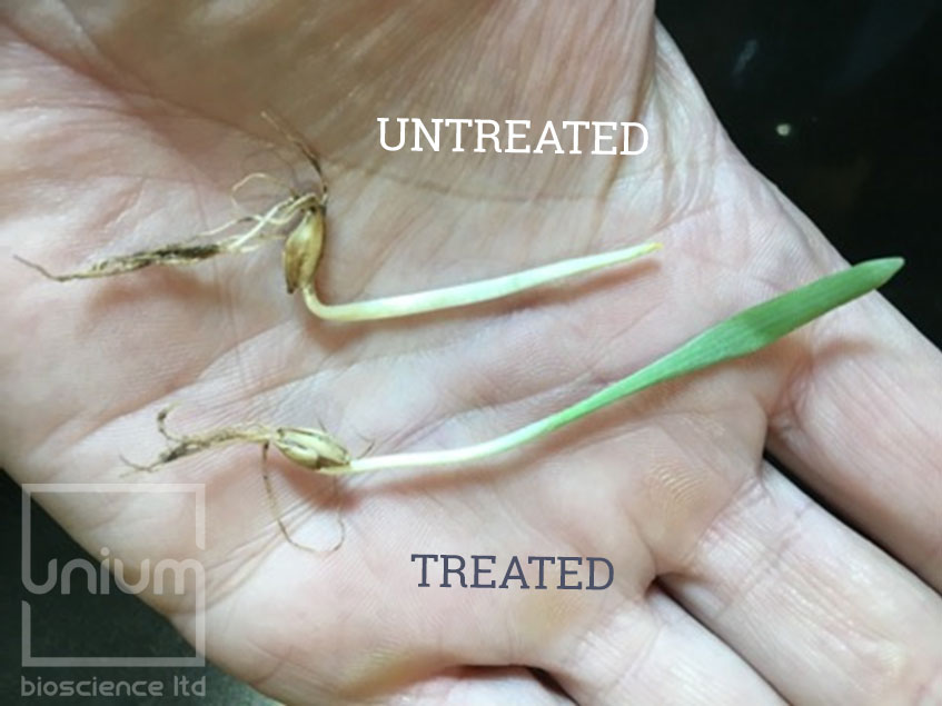The effect of Boost seed treatment verses untreated on spring barley