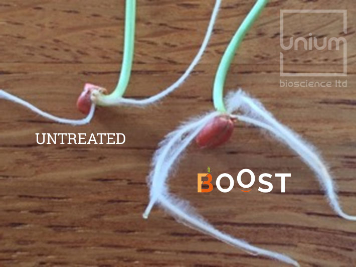 Boost verses untreated winter wheat