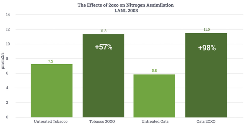 The Effects of 2oxo on Nitrogen Assimilation