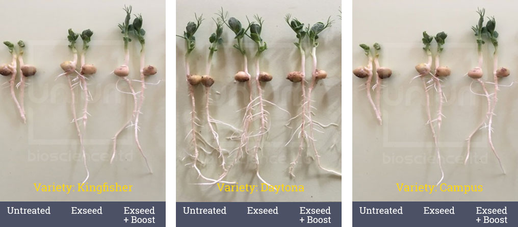 Exseed peas root growth 13 days after planting