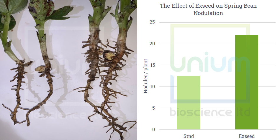 The Effect of Exseed on Spring Bean Nodulation