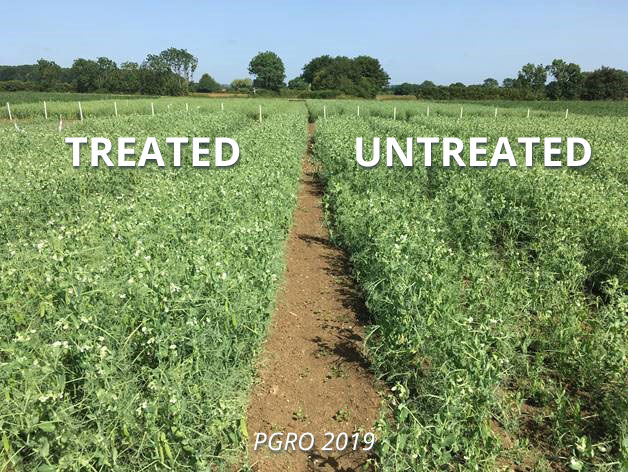 Exseed Peas Treated Vs Untreated