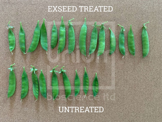 Exseed treated peas versus untreated 69% increase