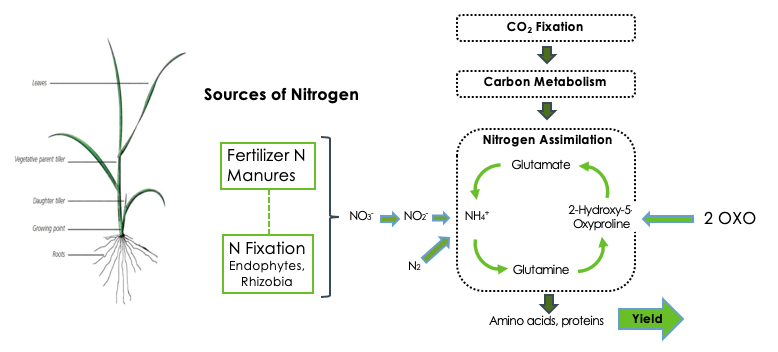 Sources of Nitrogen 2 Oxoglutaramate