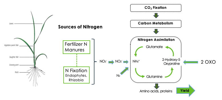 Sources of Nitrogen 2 Oxoglutaramate 