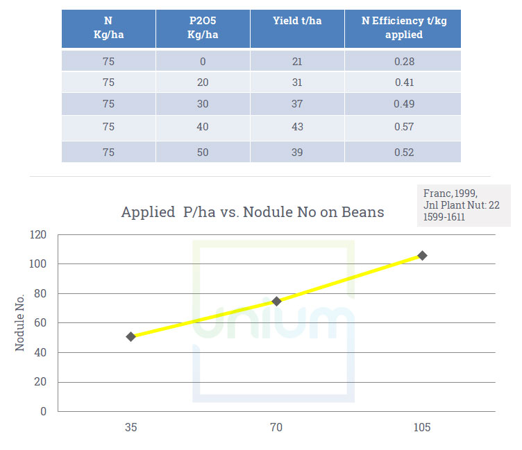 Applied P/ha Vs Nodule number on beans