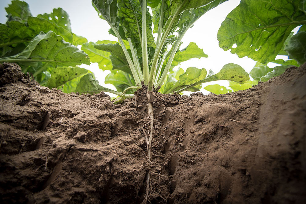 Sugar Beet Update May 2020