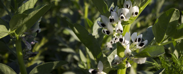 Field Beans P & K for Pulses