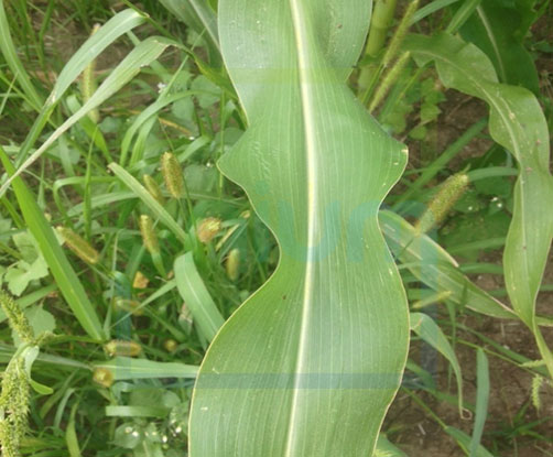 Chlorophyll Differences Maize Treated