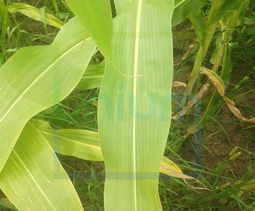 Chlorophyll Differences Maize Untreated