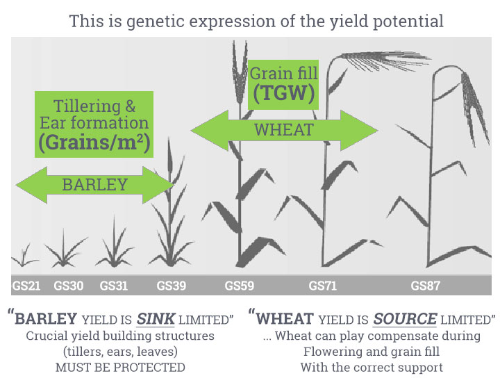 Spring Barley Yield Potential