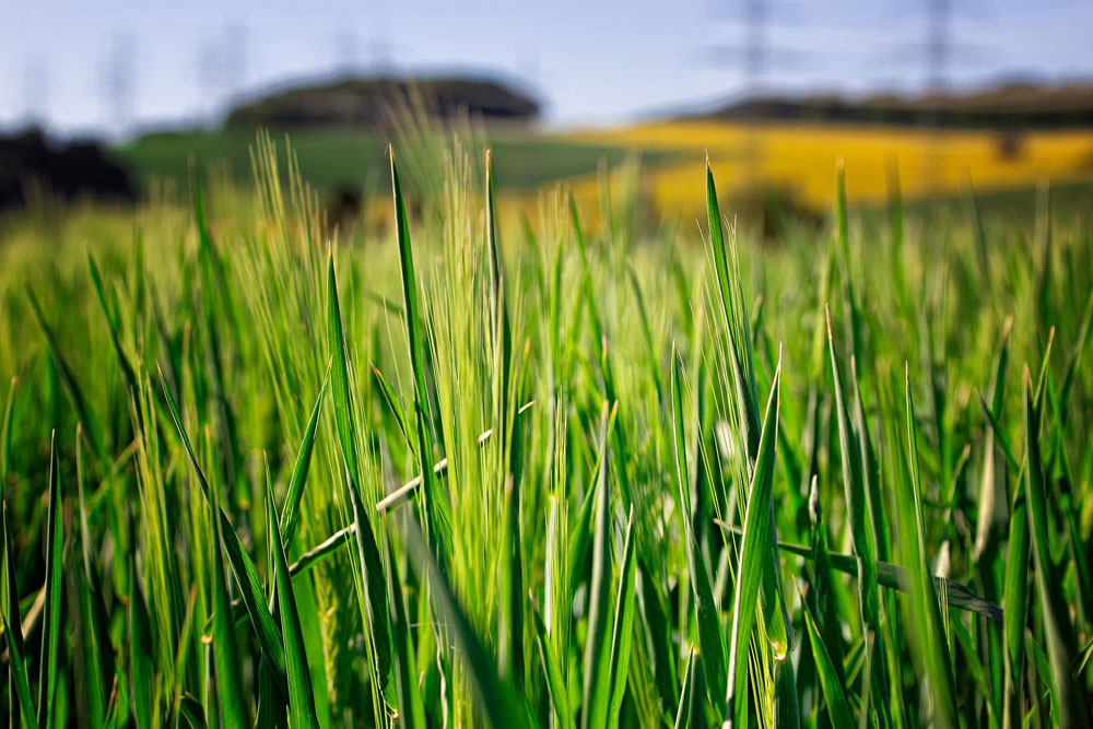 Spring Barley Trails - Suffolk 2020