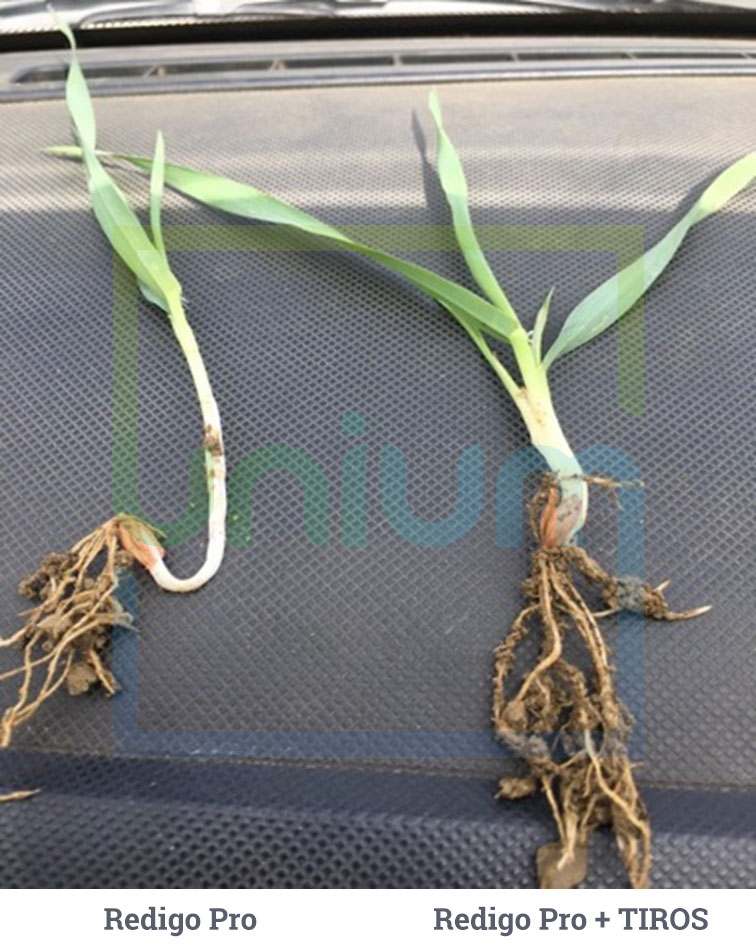 Upon establishment, it became clear the impact of the endophytes in TIROS - in this case they had prioritised root growth ahead of shoot growth.