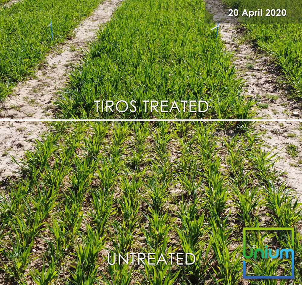 TIROS Treated Vs Untreated March 2020