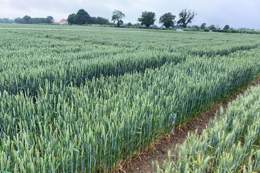 Wheat Drinkstone Tostock 2020