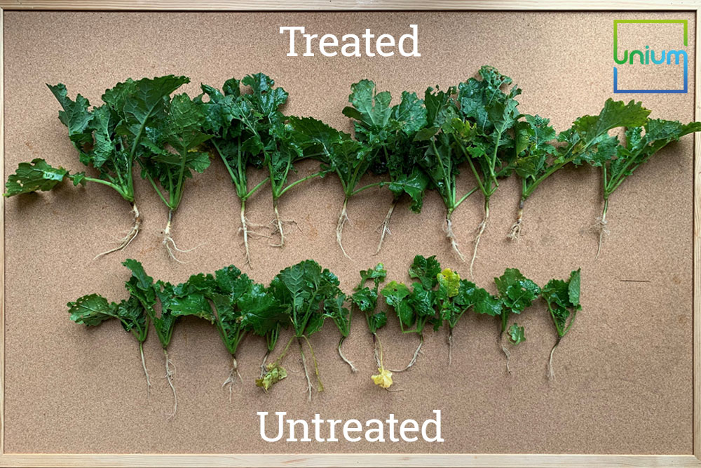 OSR Tiros Verses Untreated