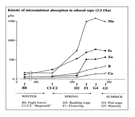 kinetic of micronutrient absorbtion OSR