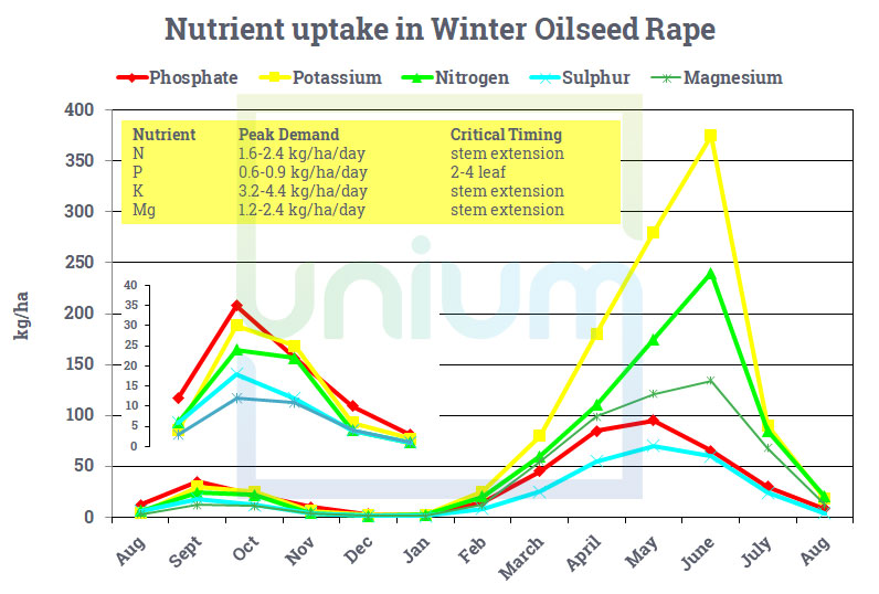 Nutrient uptake in winter oilseed rape