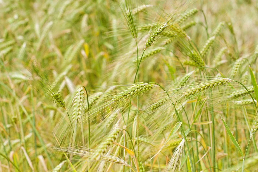 Winter Barley Establishment