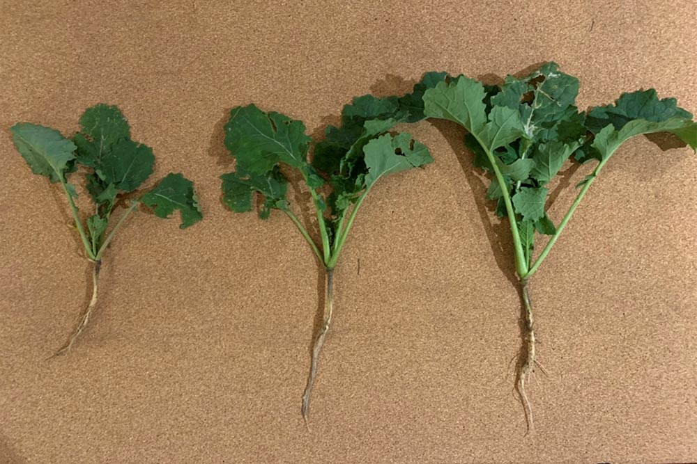 Unium Oilseed Rape Trials Round up 2020