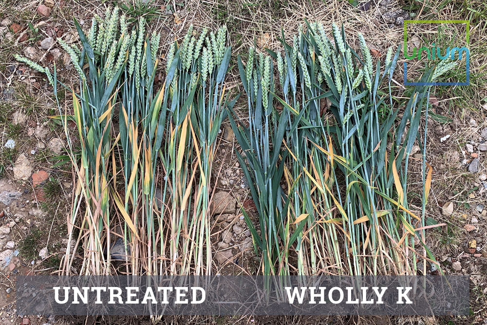 Wholly K Potassium Treated vs Untreated