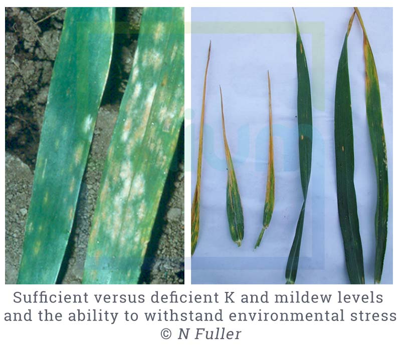 Sufficient versus deficient K and mildew levels and the ability to withstand environmental stress.