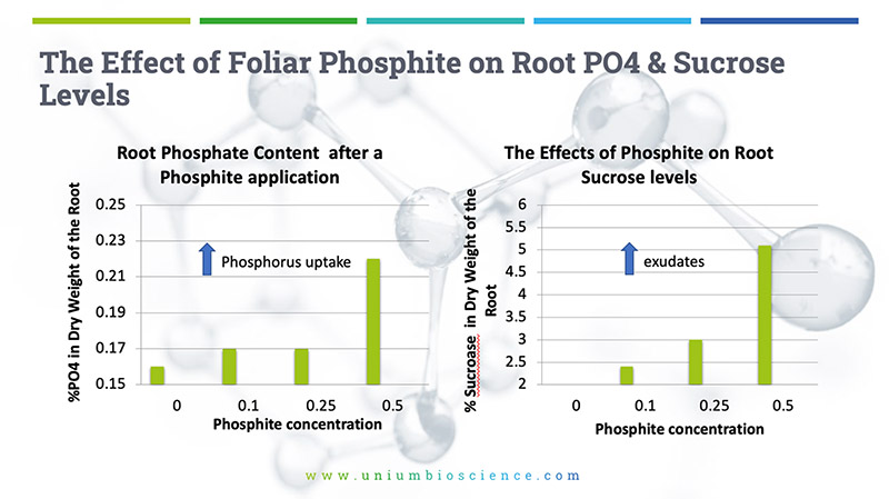 effect-of-foliar-phoshphite-on-root-PO4