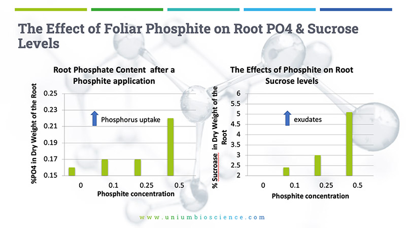 effect-of-foliar-phoshphite-on-root-PO4 effect-of-foliar-phoshphite-on-root-PO4