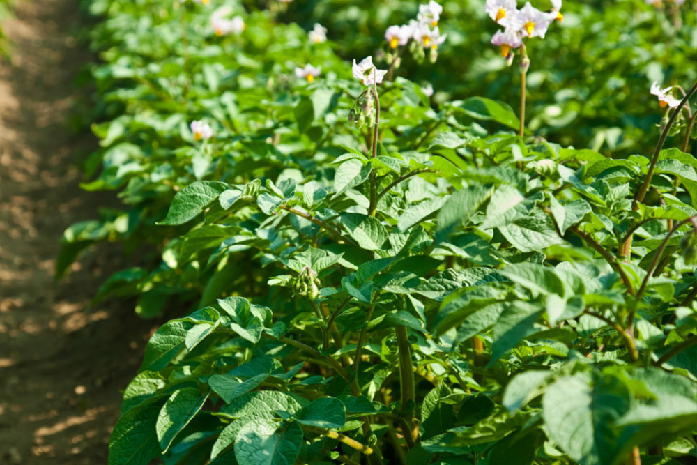 Biologicals boost health of Yorkshire potatoes